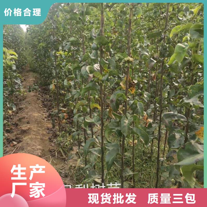 梨-毛桃苗实力商家同城货源