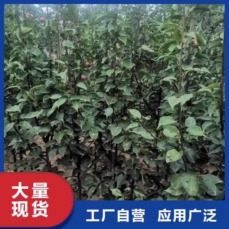 梨梨树苗基地可定制有保障质量层层把关