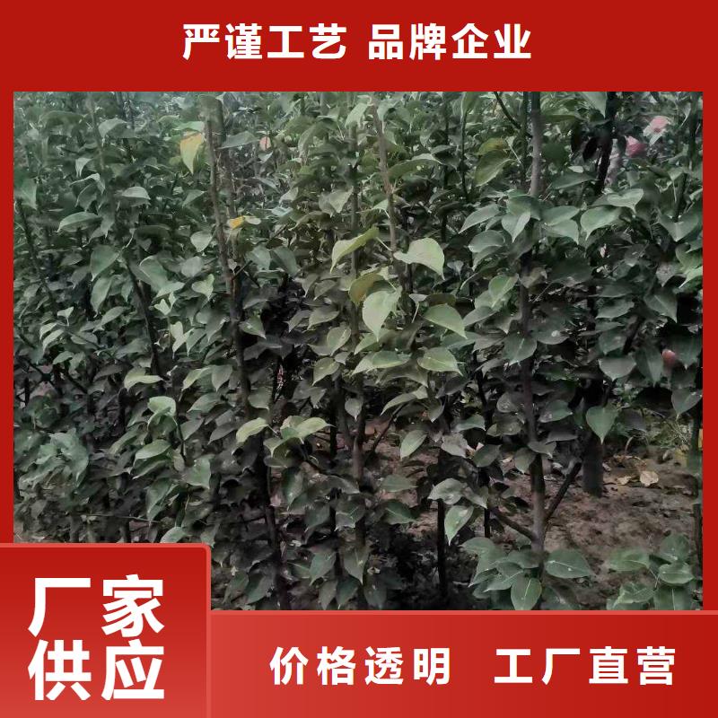 梨香酥梨树苗精心多种优势放心选择