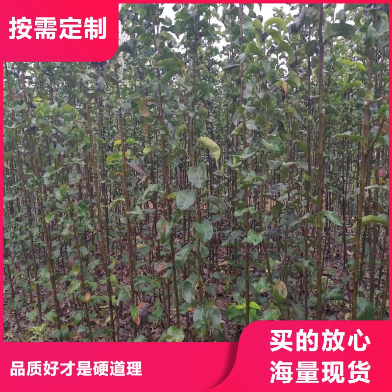 【梨黄冠梨树苗符合行业标准】当地公司