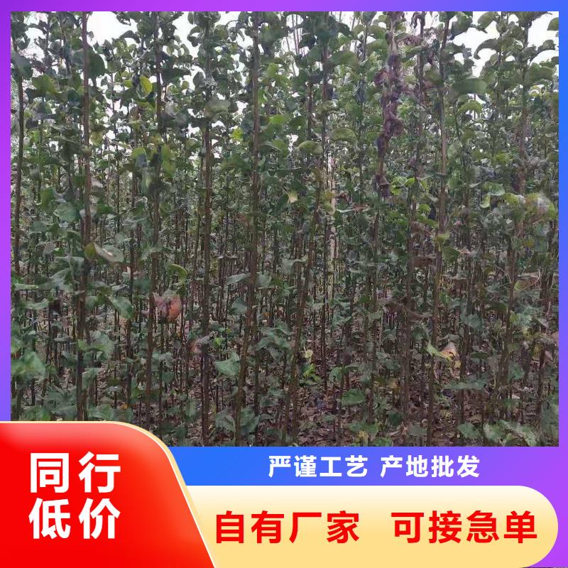梨-【瑞蟠101桃树苗】按需定做生产型