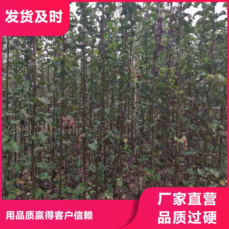 梨皇冠梨树苗优质材料厂家直销精致工艺