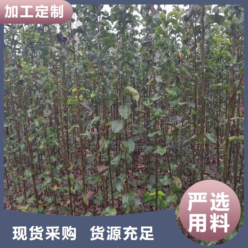 梨杜梨苗长期供应专业生产制造厂