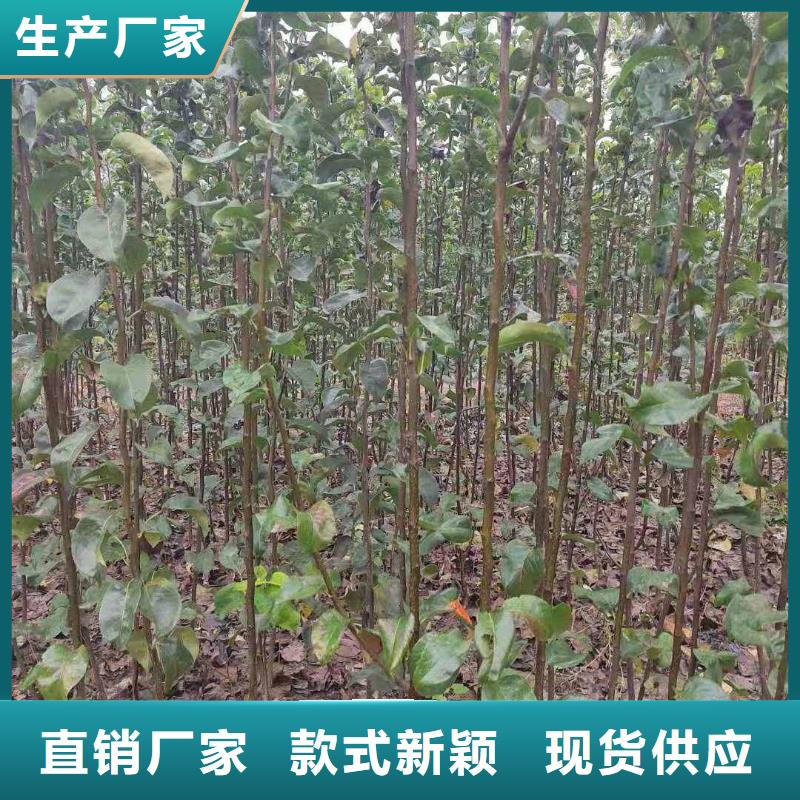 【梨】杜梨苗品质保证同城经销商