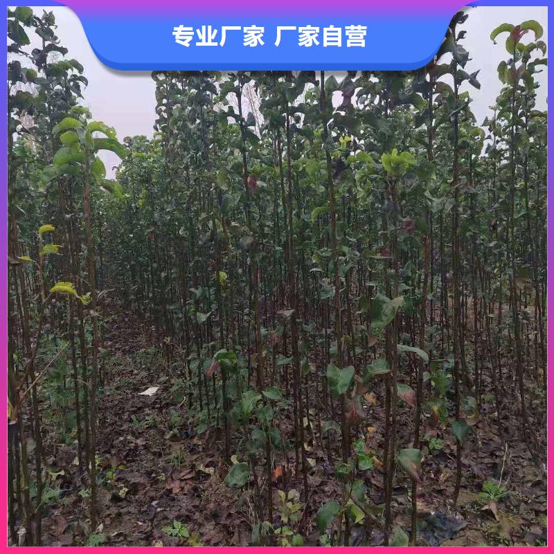 【梨黄冠梨树苗产地工厂】自有生产工厂