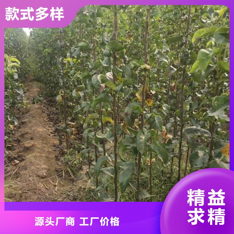梨毛桃苗行业优选同城服务商