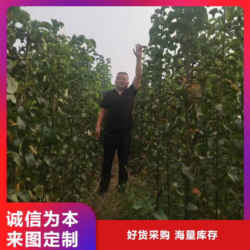 梨毛桃苗一手货源源头厂家高性价比