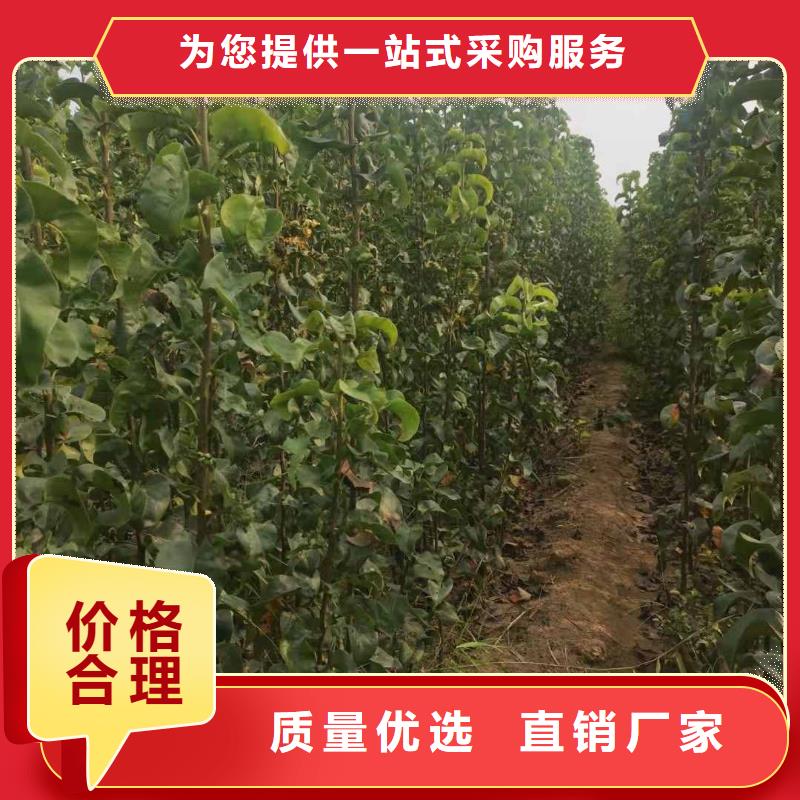 梨_新梨7号梨树苗实力雄厚品质保障快捷物流