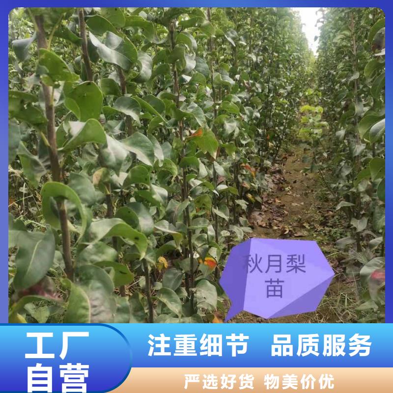 【梨_奥红全红梨树苗好产品价格低】当地货源