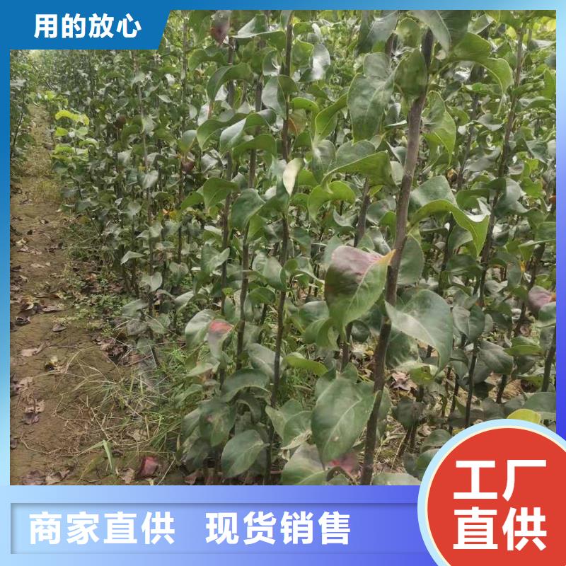梨杜梨苗厂家规格全高质量高信誉