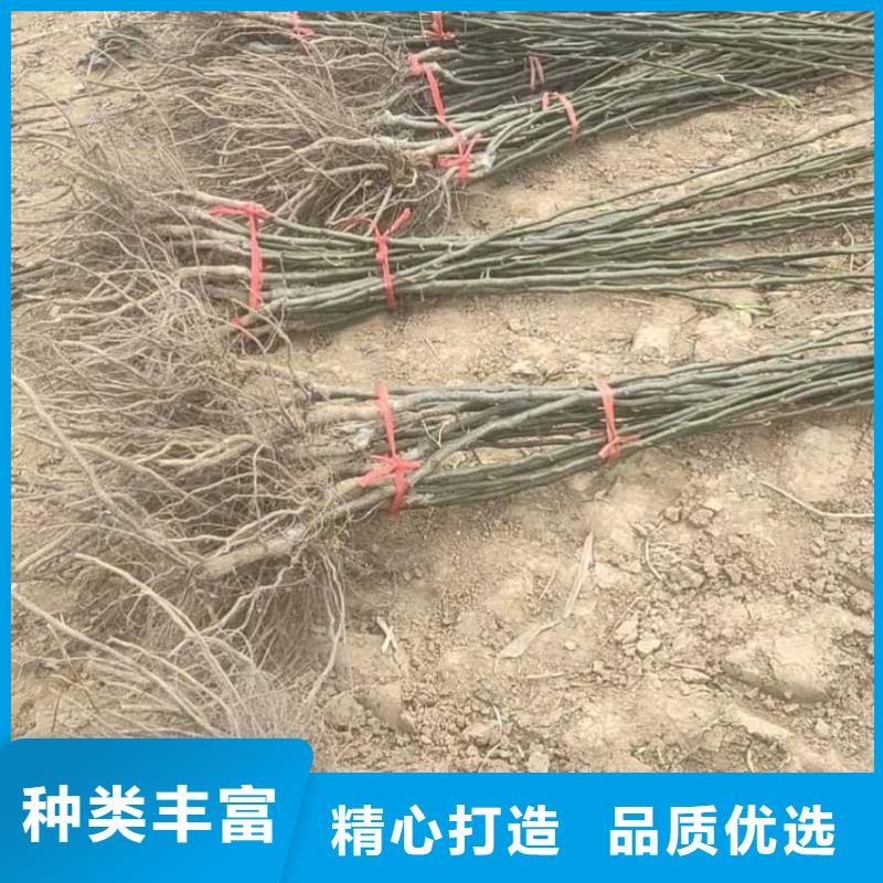【梨】,毛桃苗高品质现货销售同城生产商
