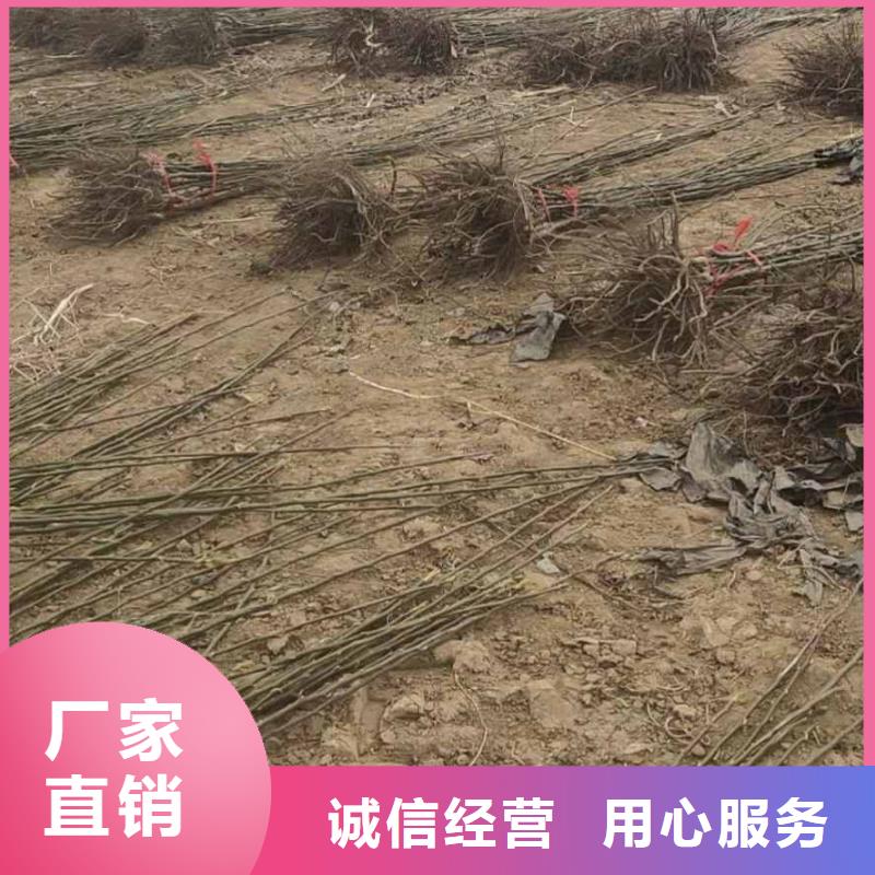 梨-毛桃苗一手价格同城经销商