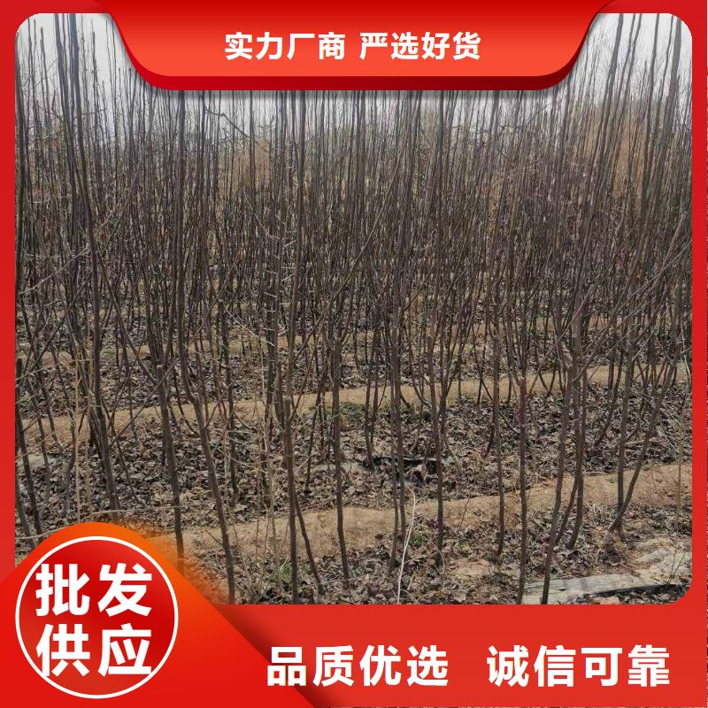 梨-瑞蟠101桃树苗量大更优惠同城经销商