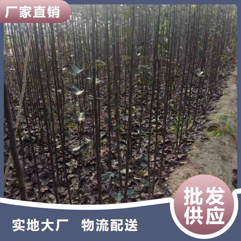 【梨新梨7号梨树苗源头厂家直销】同城品牌