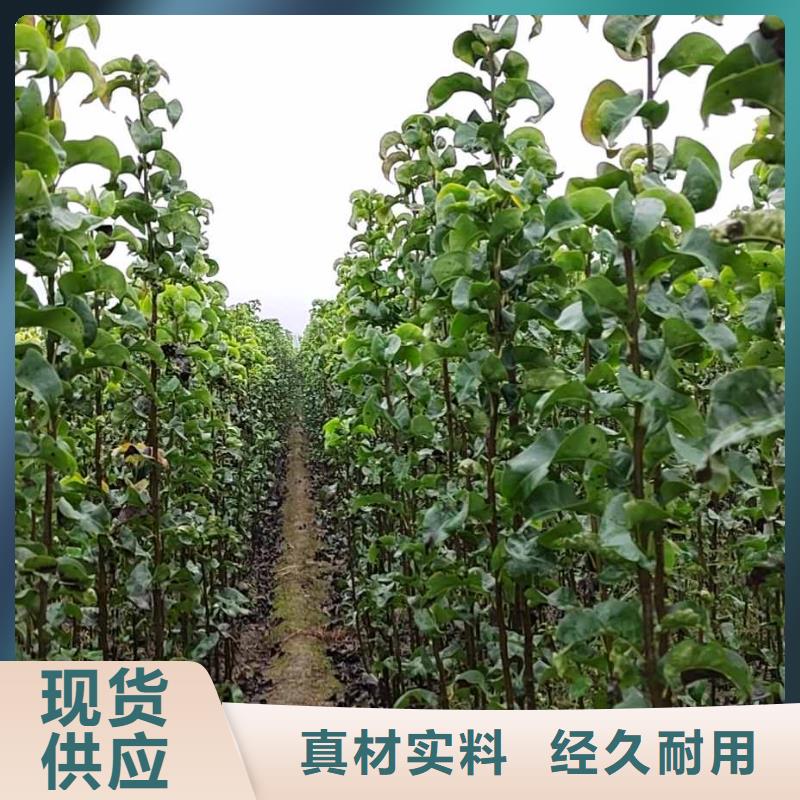梨,梨树苗基地品质保证实力见证用心服务