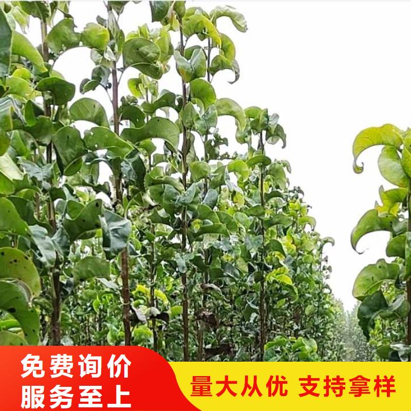 梨,十四号桃树苗多种工艺品牌企业