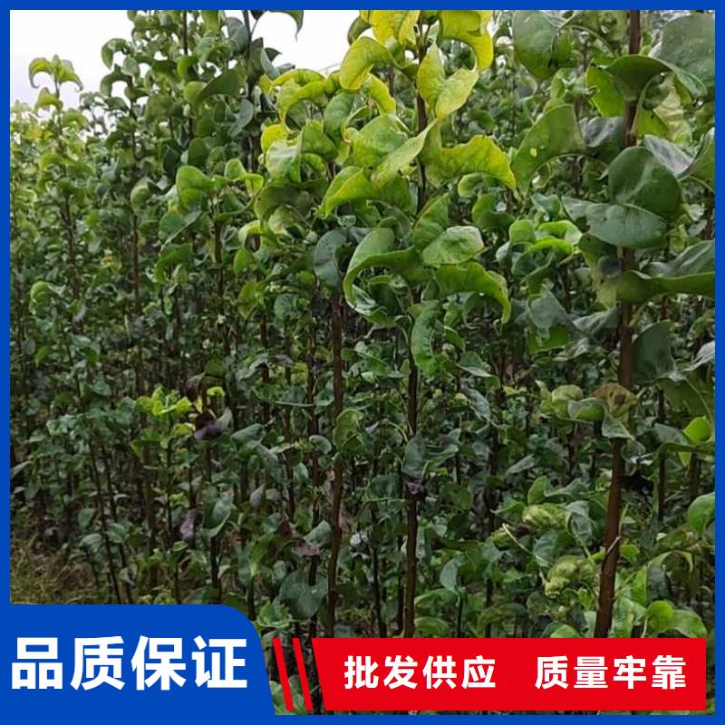 梨海棠苗资质认证当地服务商