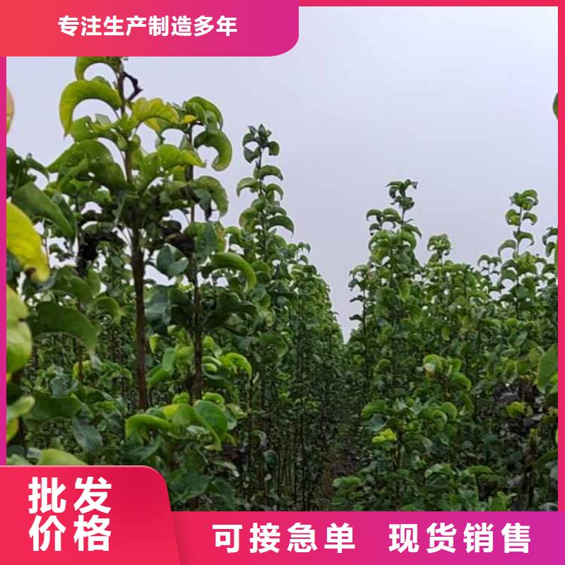 梨山桃苗厂家售后完善本地服务商