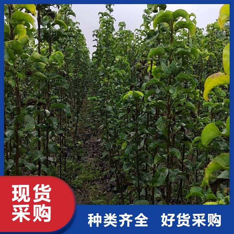 梨奥红全红梨树苗产地工厂当地服务商