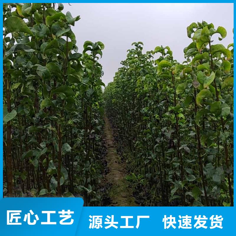 梨玉露香梨树苗产品性能质量可靠