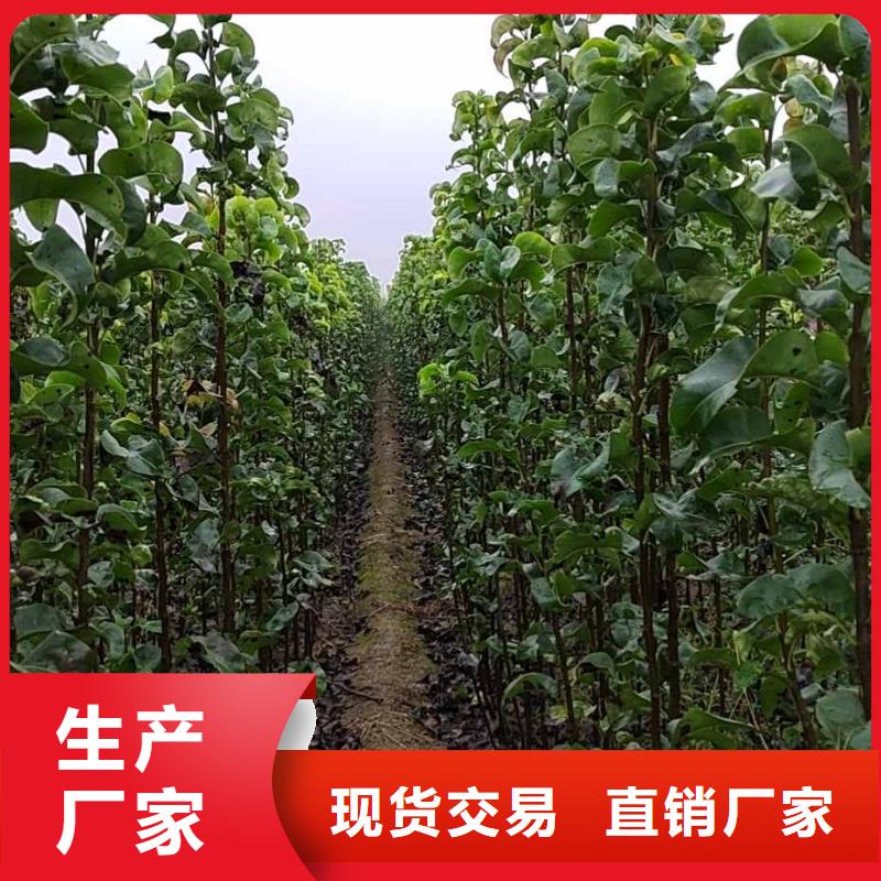 梨-梨树苗基地让利客户定制不额外收费