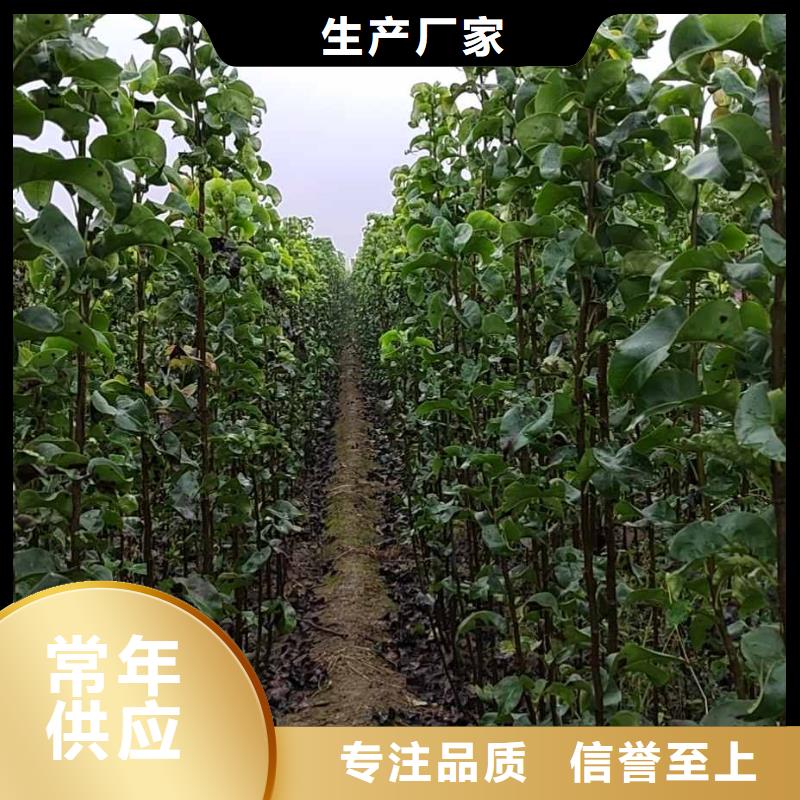 梨海棠苗质量牢靠同城厂家