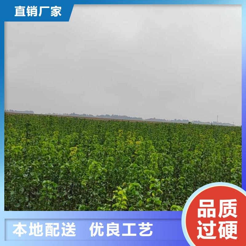 【梨黄冠梨树苗真正让利给买家】从源头保证品质