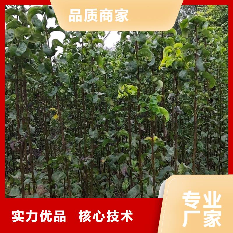【梨】奥红一号梨苗甄选好物品种全