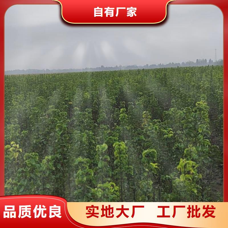 梨_山桃苗好厂家有担当定制不额外收费