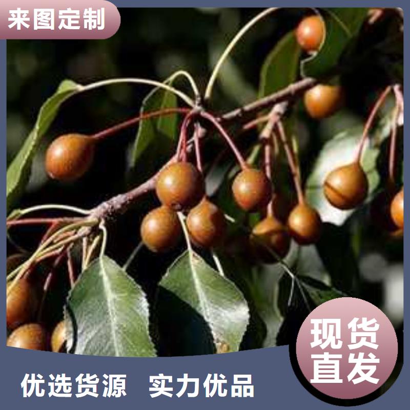杜梨瑞蟠101桃树苗厂家定制打造行业品质