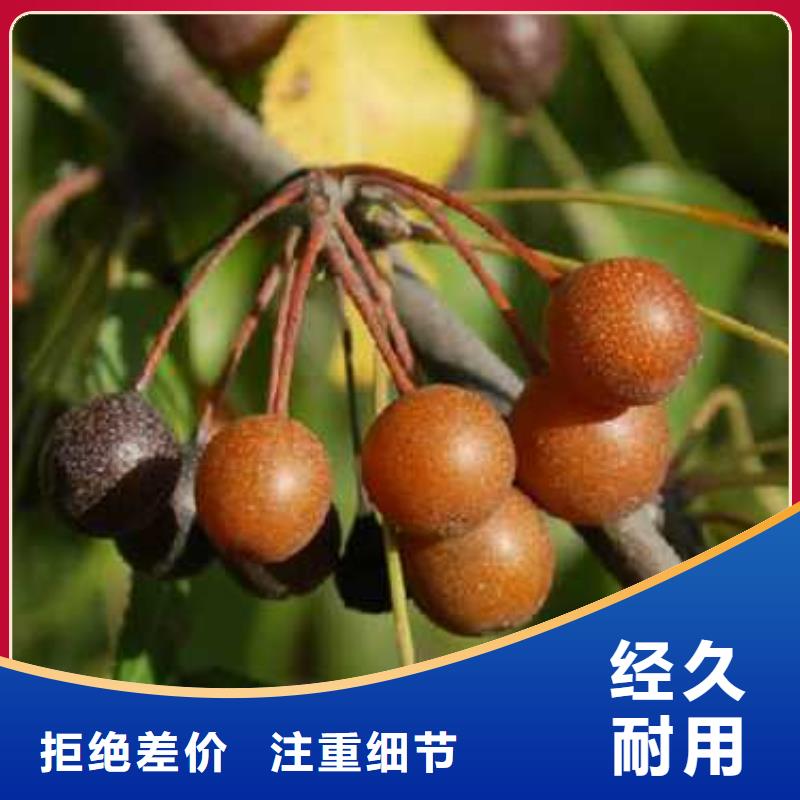 【杜梨,皇冠梨树苗不只是质量好】快速物流发货
