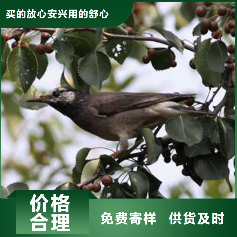 【杜梨杜梨苗源头厂家来图定制】当地公司