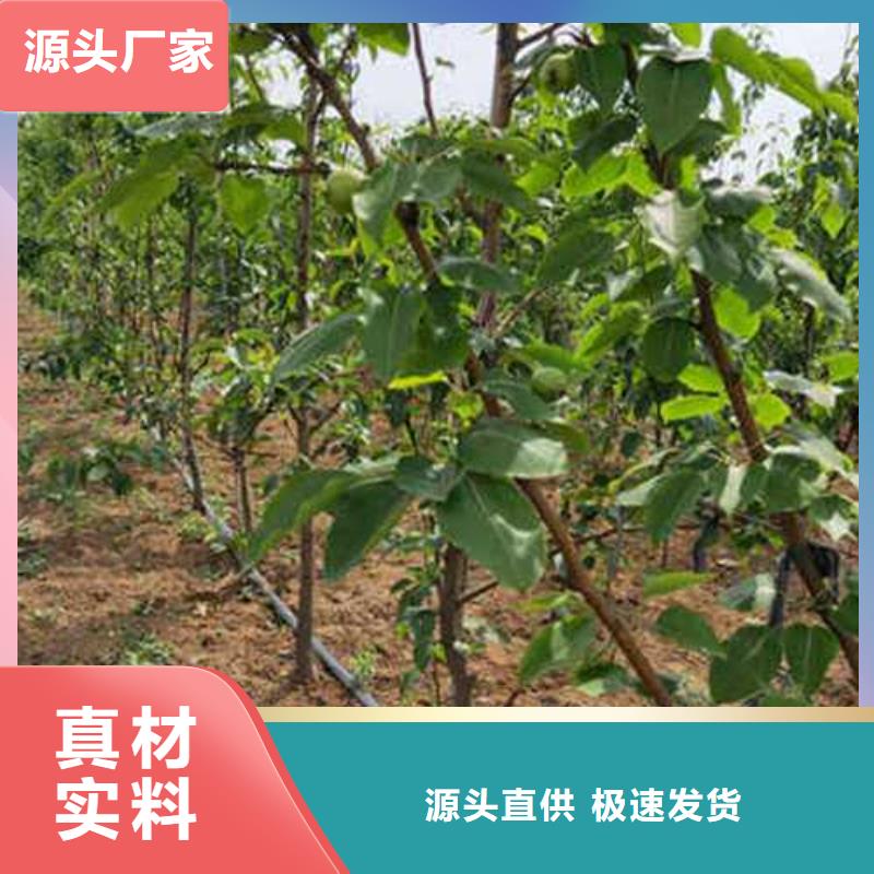 杜梨-新梨7号梨树苗满足客户所需放心得选择