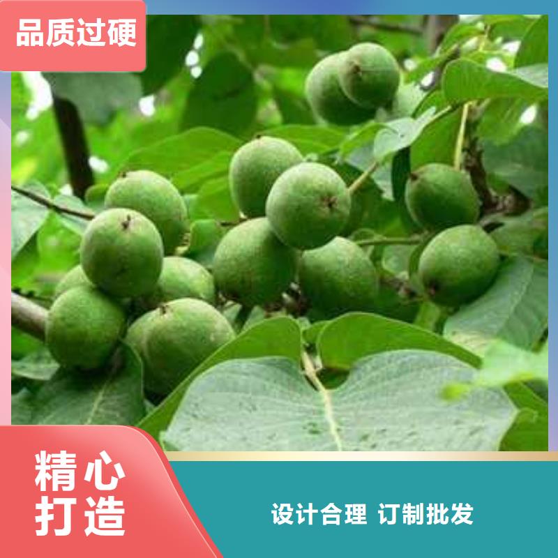 杜梨皇冠梨树苗一站式采购商重信誉厂家