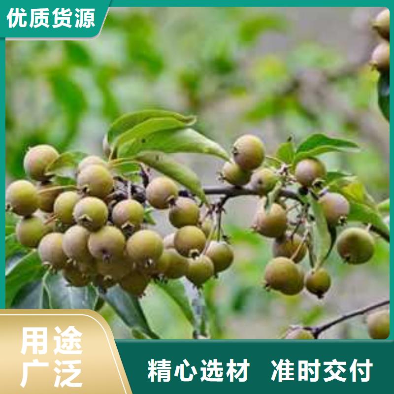 【杜梨-瑞蟠101桃树苗精选厂家好货】价格公道合理