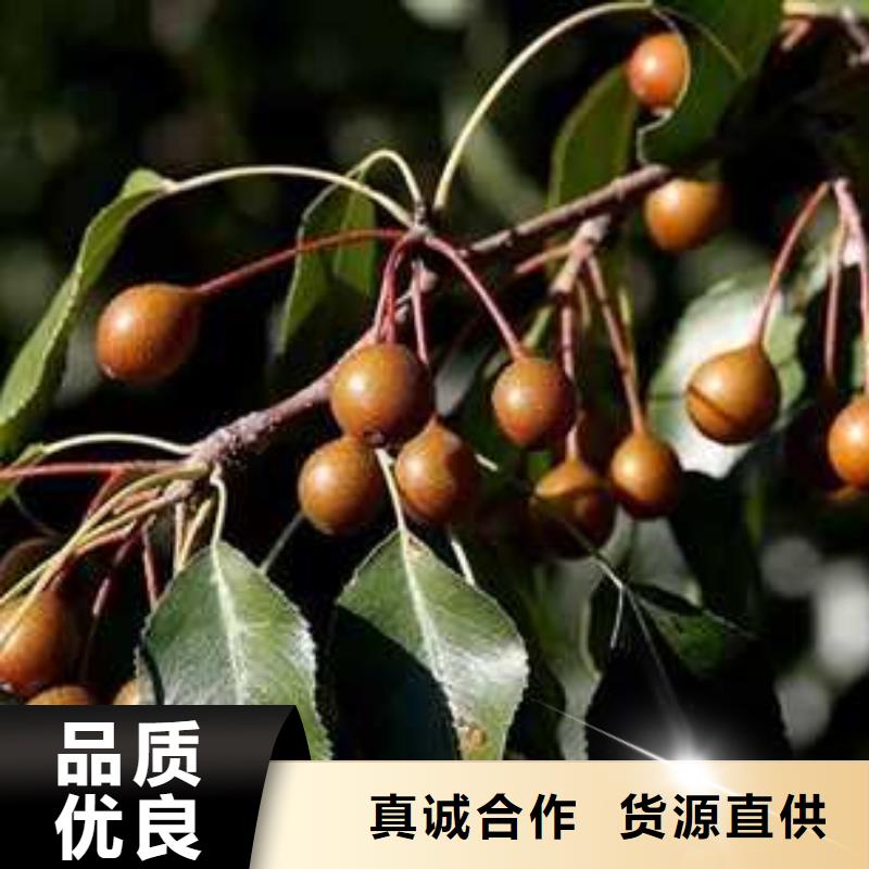杜梨瑞蟠101桃树苗产品细节参数好货采购