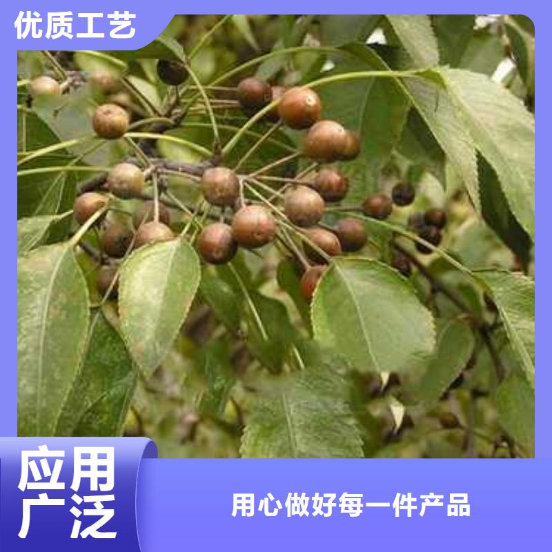 杜梨奥红全红梨树苗厂家实力雄厚产品优势特点