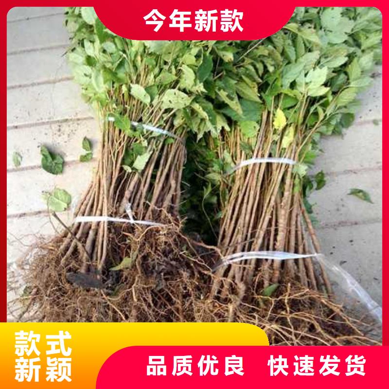 杜梨,奥红全红梨树苗厂家案例当地服务商