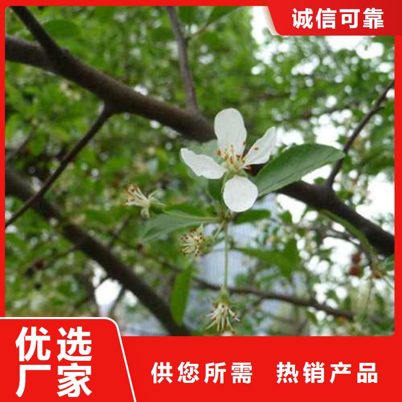 杜梨毛桃苗专业完善售后当地公司