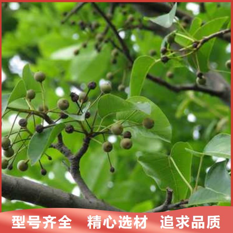 杜梨,奥红全红梨树苗的简单介绍采购