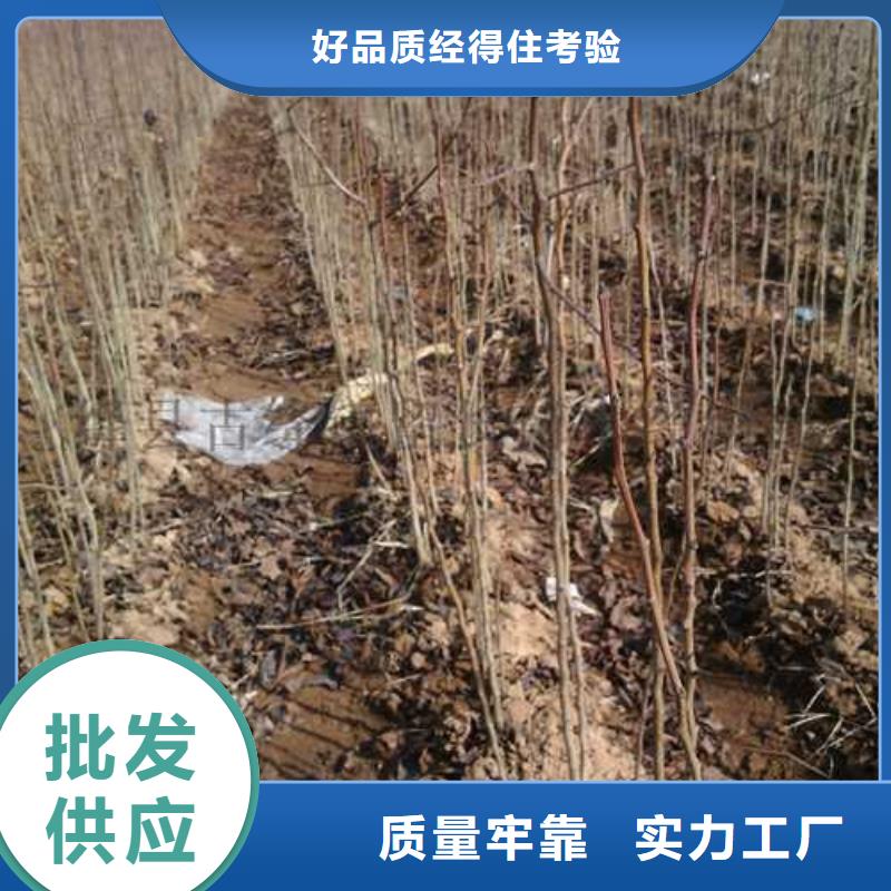 【杜梨】-海棠苗一站式供应厂家同城经销商