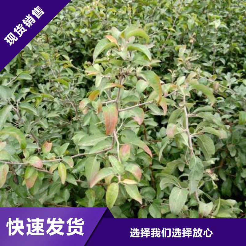 ​杜梨玉露香梨树苗型号齐全质检合格出厂