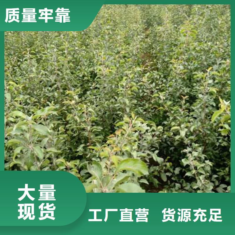 杜梨【十四号桃树苗】源头厂家精工制作