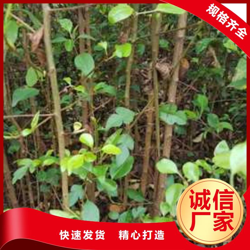 【杜梨】香酥梨树苗量大从优同城货源