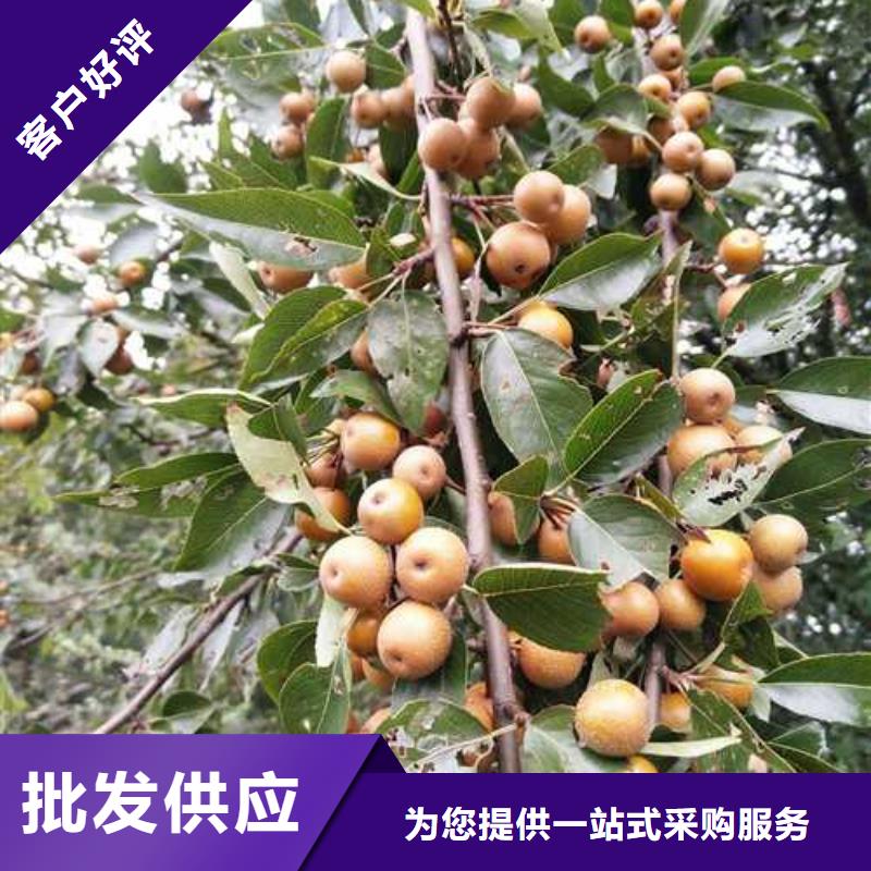 杜梨-香酥梨树苗支持大批量采购同城厂家