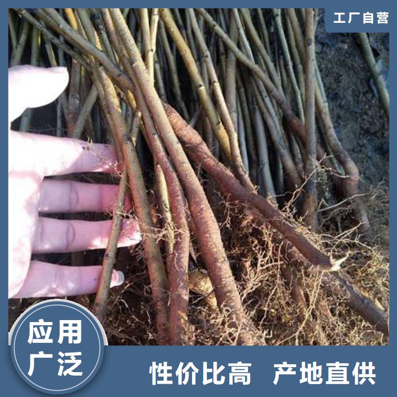 杜梨山桃苗品质保障价格合理当地经销商