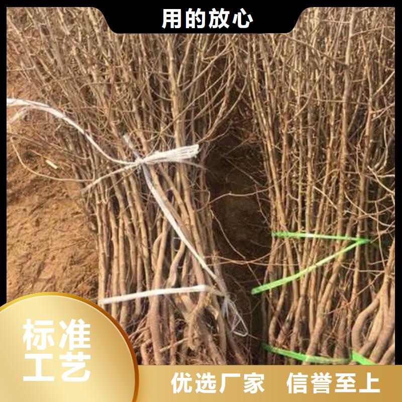 杜梨山桃苗价格合理当地货源