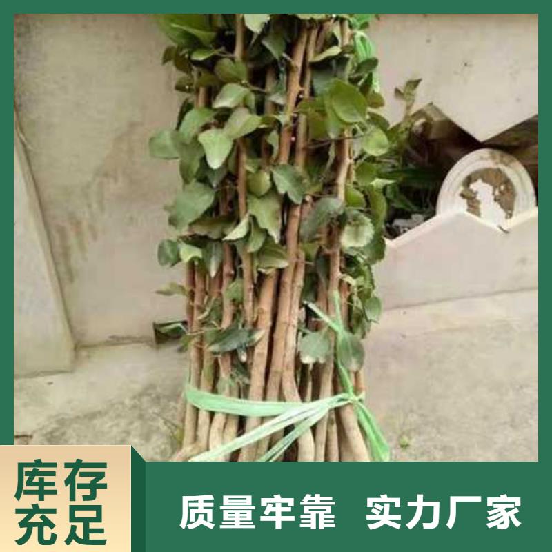 ​杜梨梨树苗厂家货源稳定质量好