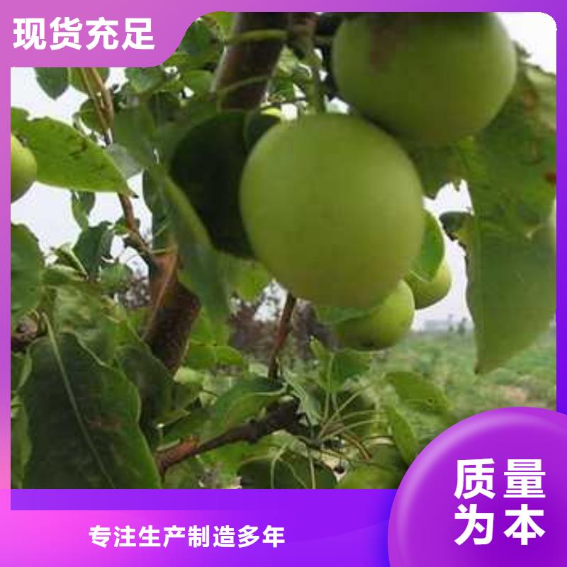杜梨香酥梨树苗设计合理质量看得见