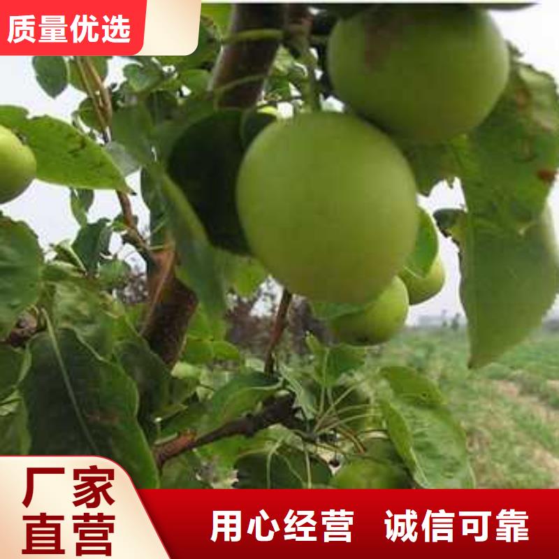 杜梨_新梨7号梨树苗现货来图定制量大从优